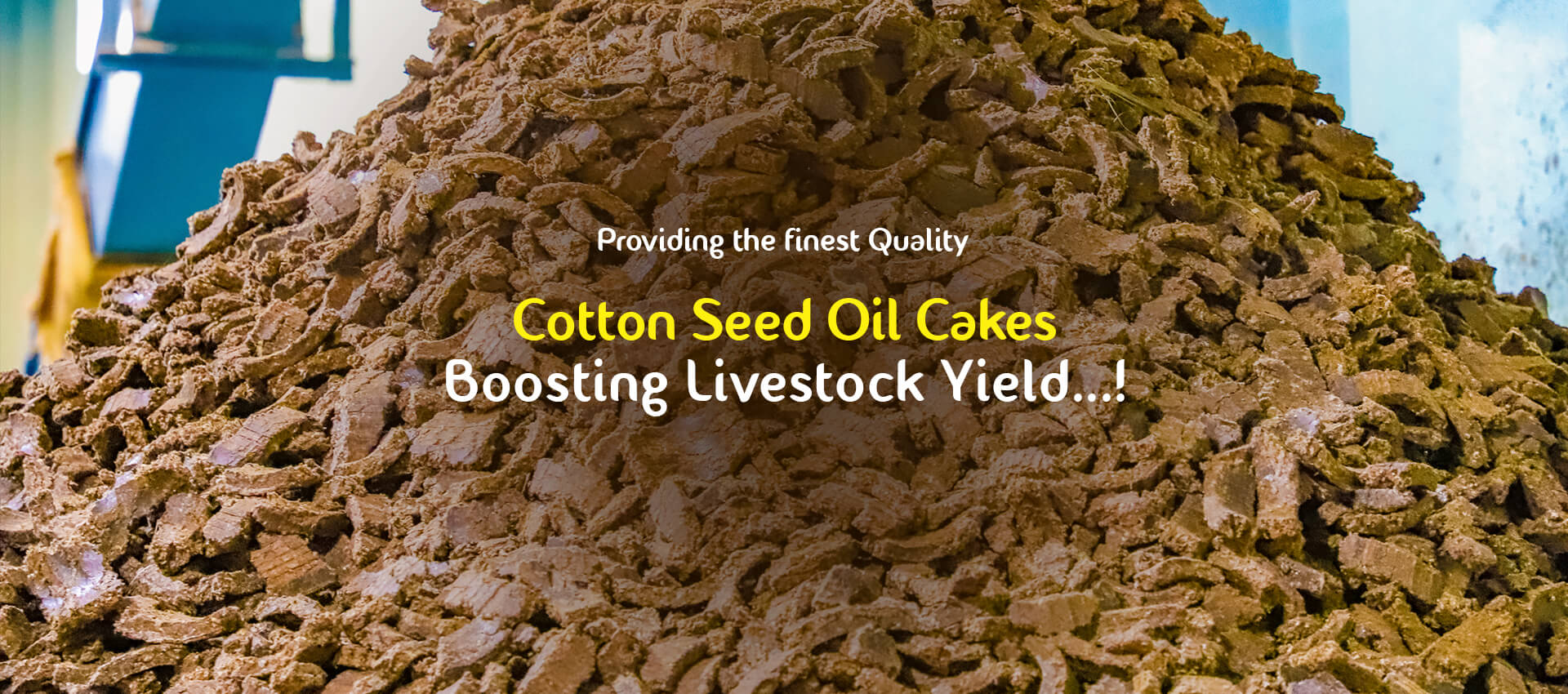 Buy PlatinaDairySilver Cotton Seed Oil Cake Kapasya Khali Cow FeedBuffalo  FeedCattle Feed 18kg Online at Low Prices in India  Amazonin